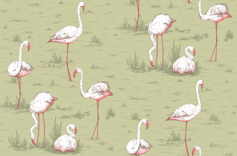 Flamingos