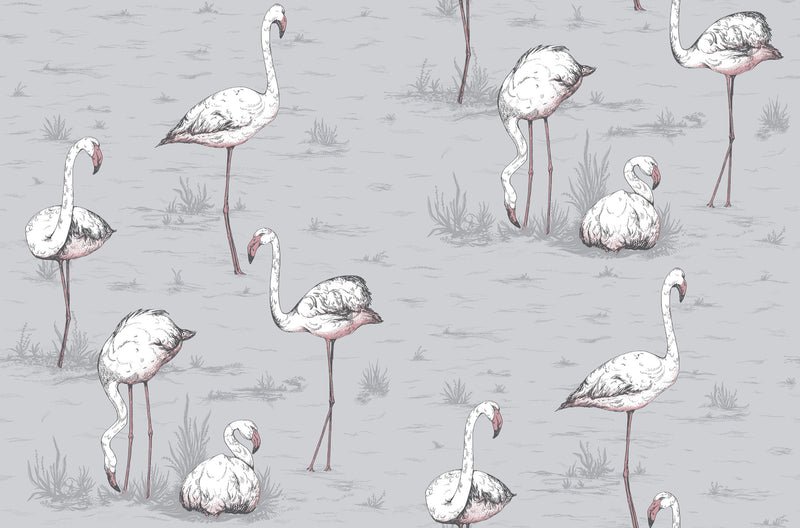 Flamingos