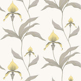 Orchid