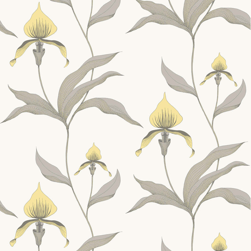 Orchid