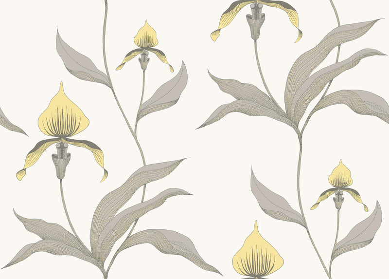 Orchid